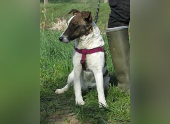 Szamoca, geb. 06/2025, 35 cm, sucht ihre Herzensmenschen