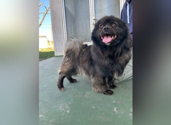 Nico, geboren 06.06.2024, 34cm sucht sein Körbchen