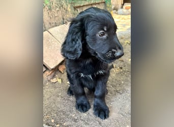 Madox, geboren 04.05.2026, 28cm sucht seine Chance