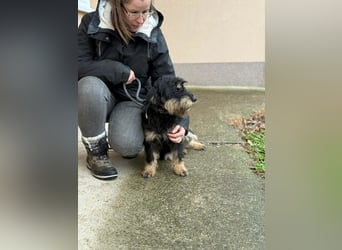 Cupido, geboren 01.02.2024, 42cm sucht sein Zuhause