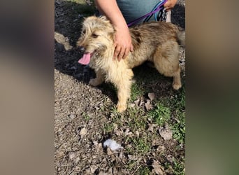 Muffin, geboren 01.07.2025, 41cm sucht ihr Zuhause