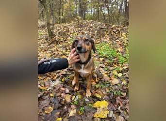 Pircsi, 2 Jahre, 42cm sucht erfahrene Hände