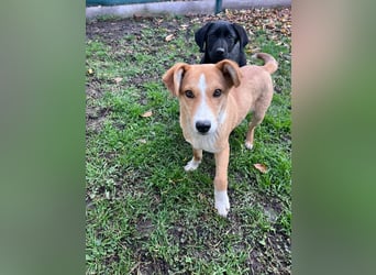 Roni, geboren 01.06.2025, 39cm sucht sein Zuhause