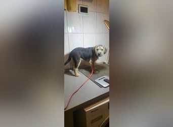 Bradley, geboren 19.10.2025, 32cm sucht sein Zuhause