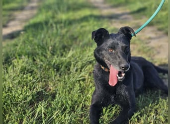 Eben, geboren 01.03.2022, 40cm sucht ihr Körbchen