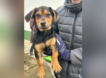 Chris, geboren 26.10.2025, 30cm sucht DICH!