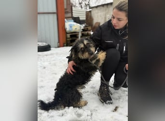 Grizzly, geboren 2021, 32cm sucht seine Menschen