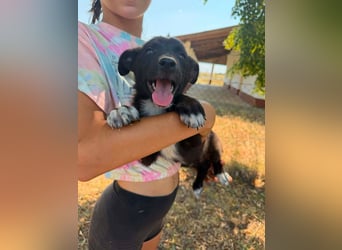 Danny, geboren 25.05.2026, 29cm sucht seine Menschen