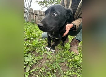 Jack, geboren 03.01.2026, 31cm sucht seine Menschen