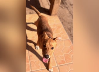 Koda, geboren 01.11.2025, 35cm sucht sein Körbchen