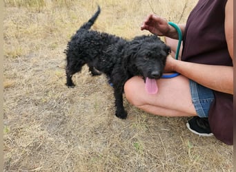 Anka, geboren 01.03.2025, 39cm sucht ihre Chance