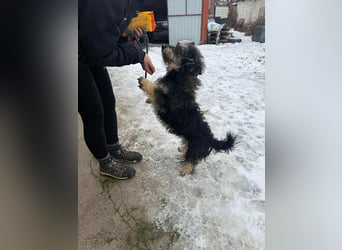 Grizzly, geboren 2021, 32cm sucht seine Menschen