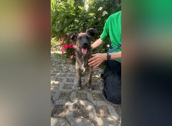 Nina, geb. 04.2025, 33cm sucht ihr Zuhause
