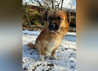 Leo, geboren 12.05.2023, 31cm sucht sein Glück