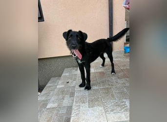 Terka, geboren 01.08.2024, 40cm sucht liebevolles Zuhause