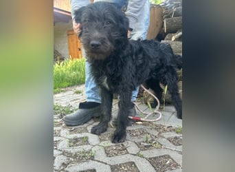 Tommy, geb. 12.2025, 36cm sucht sein Körbchen