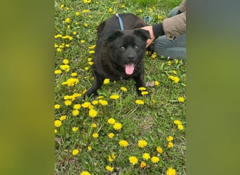 Roy, geb. Juli 2025, 43cm sucht sein Körbchen