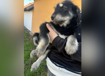 Timon, geb. 12.2025, 35cm sucht seine Abenteurer