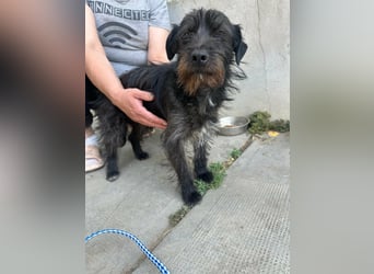 Pixie, geboren 02.11.2025, 33cm sucht ihr Zuhause