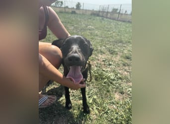 Hella, geboren 25.01.2025, 42cm sucht ihr Für-immer-Zuhause