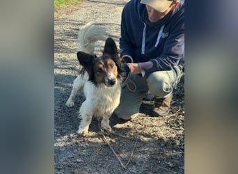 Aldo, geboren 20.02.2024, 34cm sucht seine Menschen