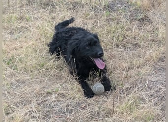 Anka, geboren 01.03.2025, 39cm sucht ihre Chance