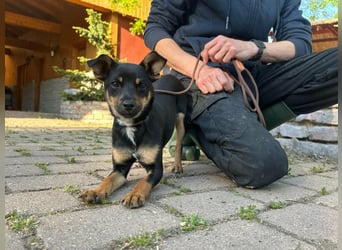 Tina, geb. 01.2026, 32cm sucht ihre Menschen für Abenteuer