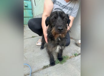 Pixie, geboren 02.11.2025, 33cm sucht ihr Zuhause