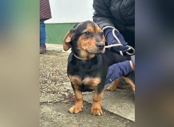 Chris, geboren 26.10.2025, 30cm sucht DICH!