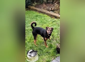 Marko, geboren 26.06.2025, 40cm sucht tierliebe Menschen (Pflegestelle Deutschland)