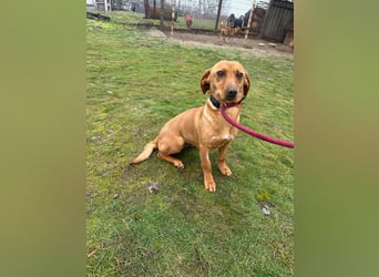 Bubu, geboren 10.05.2025, 35cm sucht Familienanschluss