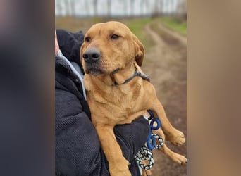 Tino, geb. 03/2023, 35 cm, wünscht sich ein Für-Immer-Zuhause