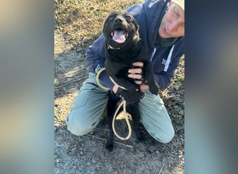 Ajna, geboren 06.2024, 39cm sucht ihr Zuhause