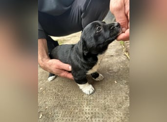 Flower, geboren 22.12.2025, 21cm sucht ihr Körbchen