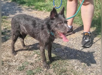 Amira, geboren 2022, 39cm sucht ihre Chance