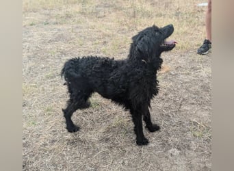 Anka, geboren 01.03.2025, 39cm sucht ihre Chance