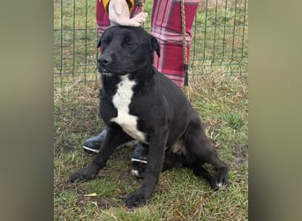 Anton, geboren 25.12.2024, 42cm sucht seine Menschen