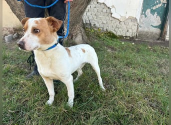 Harley, geboren 01.06.2024, 35cm sucht sein für immer Zuhause