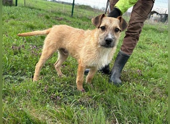 Jerry, geboren 15.07.2024, 42cm sucht sein Körbchen