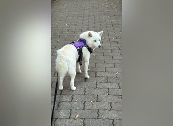 Snow, geb. 08.2023, 38cm sucht neues Zuhause (Deutschland)