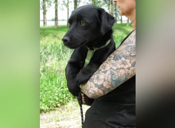 Raizo, geboren 01.08.2025, 35cm sucht seine Familie