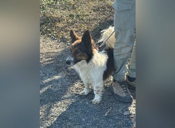 Aldo, geboren 20.02.2024, 34cm sucht seine Menschen