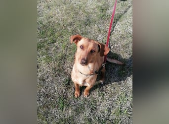 Bubu, geb. 05.2025, 35cm, sucht seine Familie