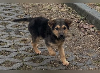 Mancs, geboren 04.10.2025, 30cm sucht leibevolles Zuhause