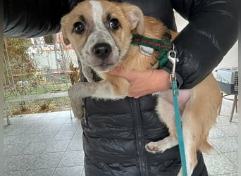 Mandy, geboren 05.11.2025, 35cm sucht ihr Glück