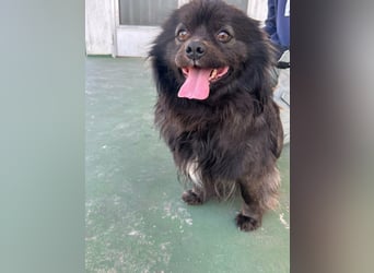 Nico, geboren 06.06.2024, 34cm sucht sein Körbchen