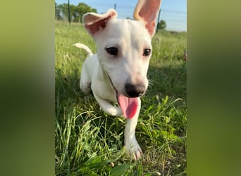 Zeno, geb. 01.2026, 25cm sucht seine Menschen
