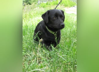 Raizo, geboren 01.08.2025, 35cm sucht seine Familie