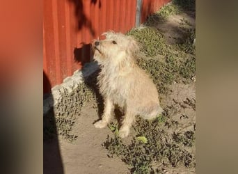 Berci, 2 Jahre, 35 cm, sucht nach seinem Körbchen