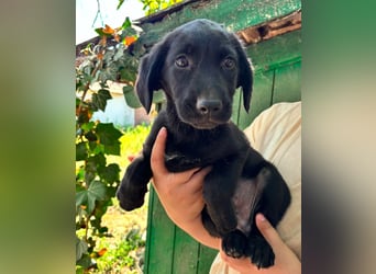 Milo, geboren 04.05.2026, 27cm sucht sein Zuhause